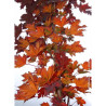 ACER platanoides CRIMSON SENTRY