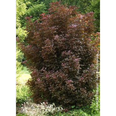 ACER platanoides CRIMSON SENTRY