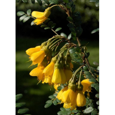 SOPHORA SUN KING