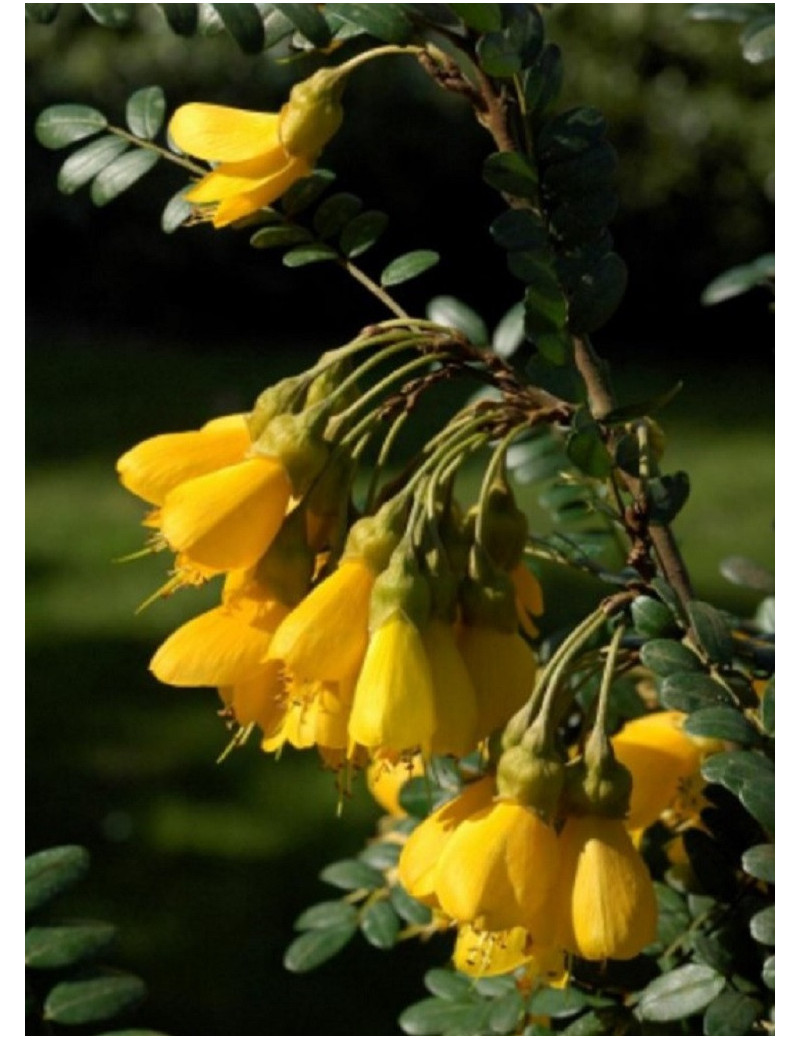 SOPHORA SUN KING