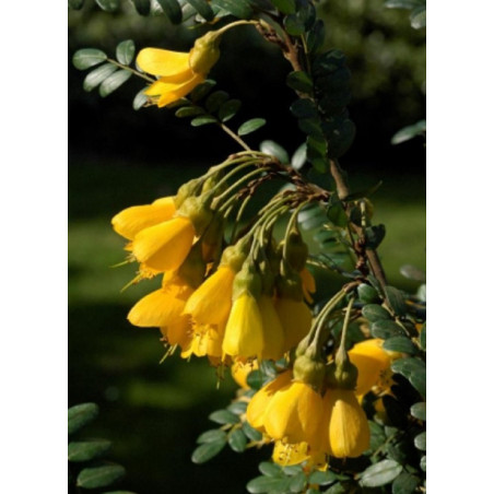 SOPHORA SUN KING