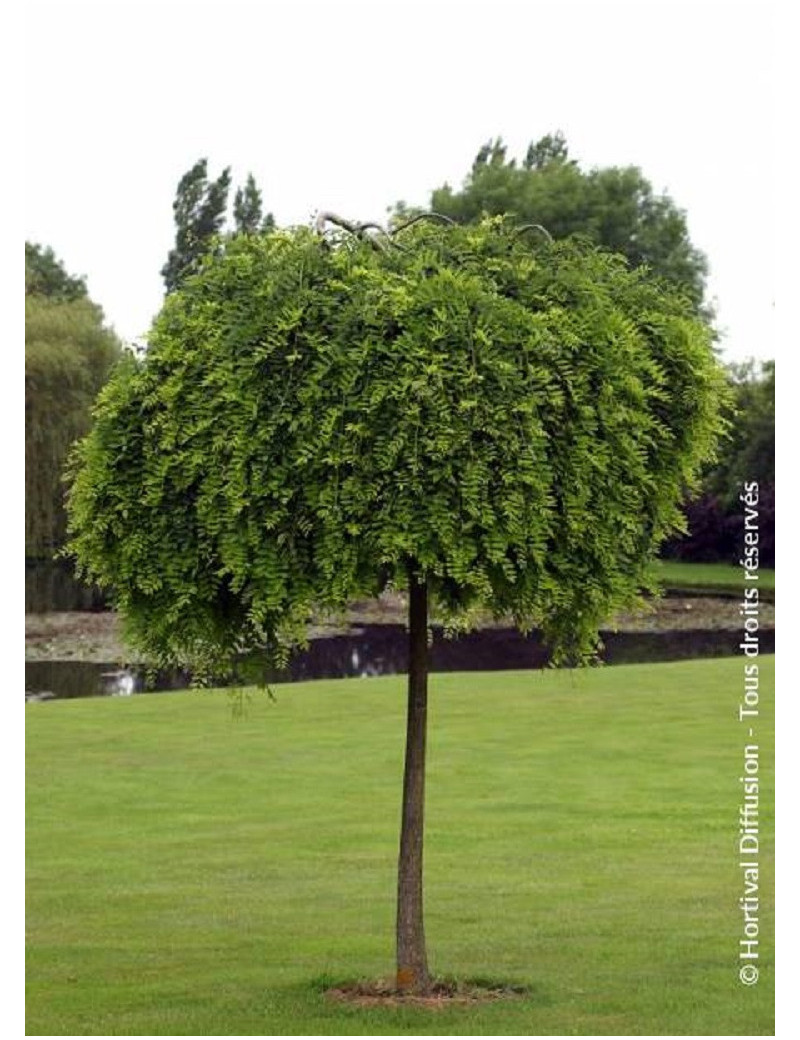 SOPHORA japonica PENDULA