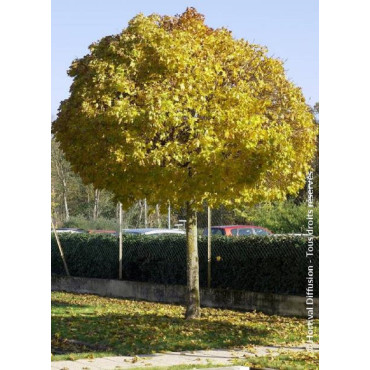 ACER platanoides GLOBOSUM