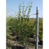 CORNUS mas En pot de 15-20 litres