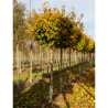 ACER platanoides GLOBOSUM