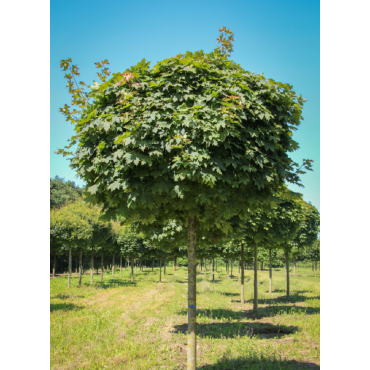 ACER platanoides GLOBOSUM