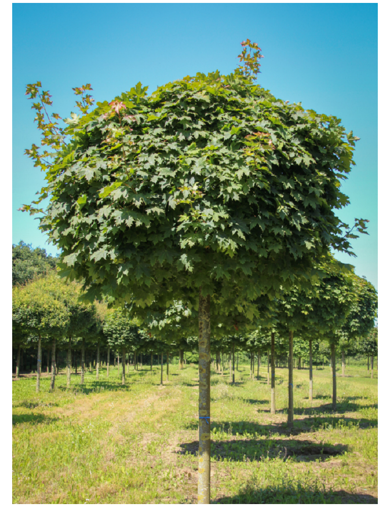 ACER platanoides GLOBOSUM