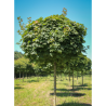 ACER platanoides GLOBOSUM