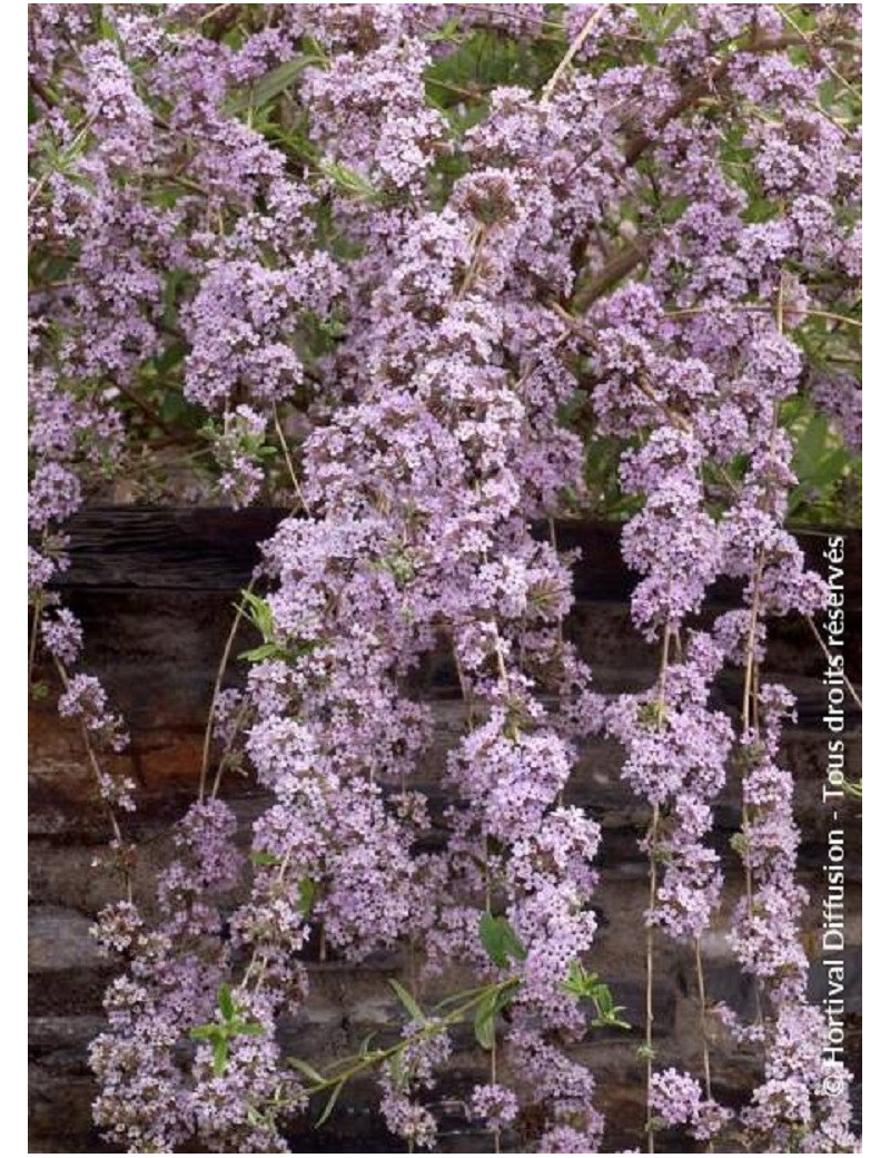 BUDDLEIA alternifolia