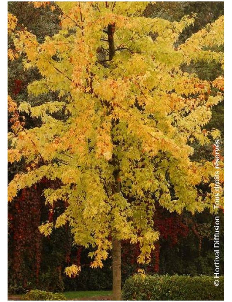 ACER saccharinum LACINIATUM WIERI