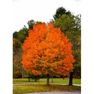 ACER saccharum