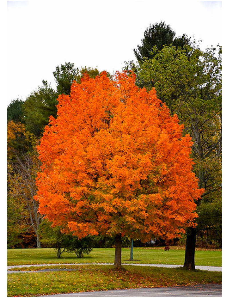 ACER saccharum