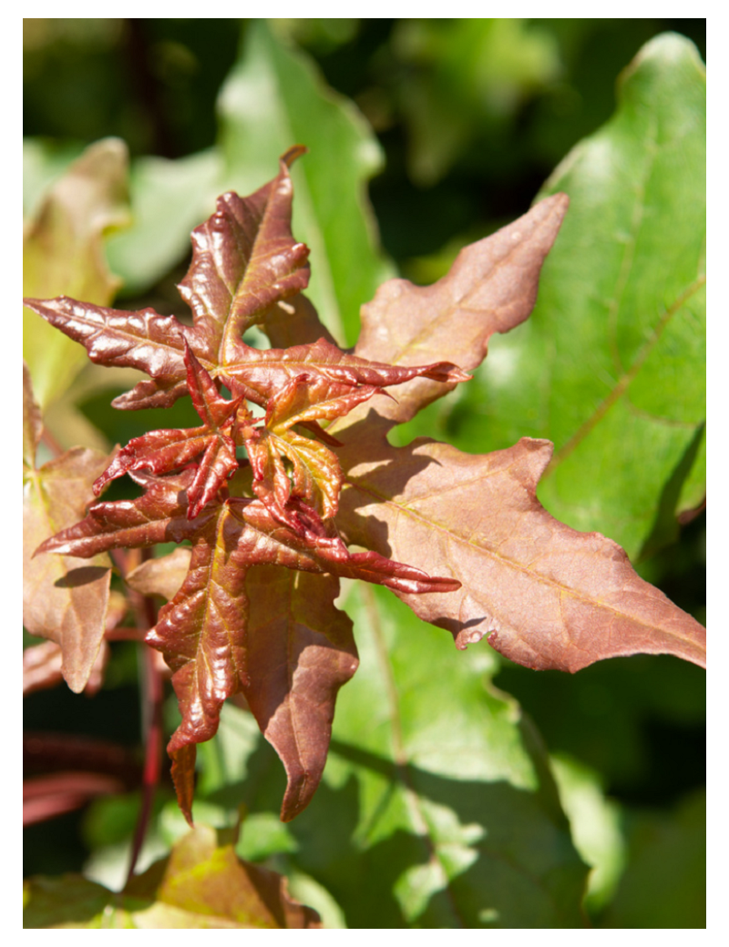 ACER zoeschense ANNAE