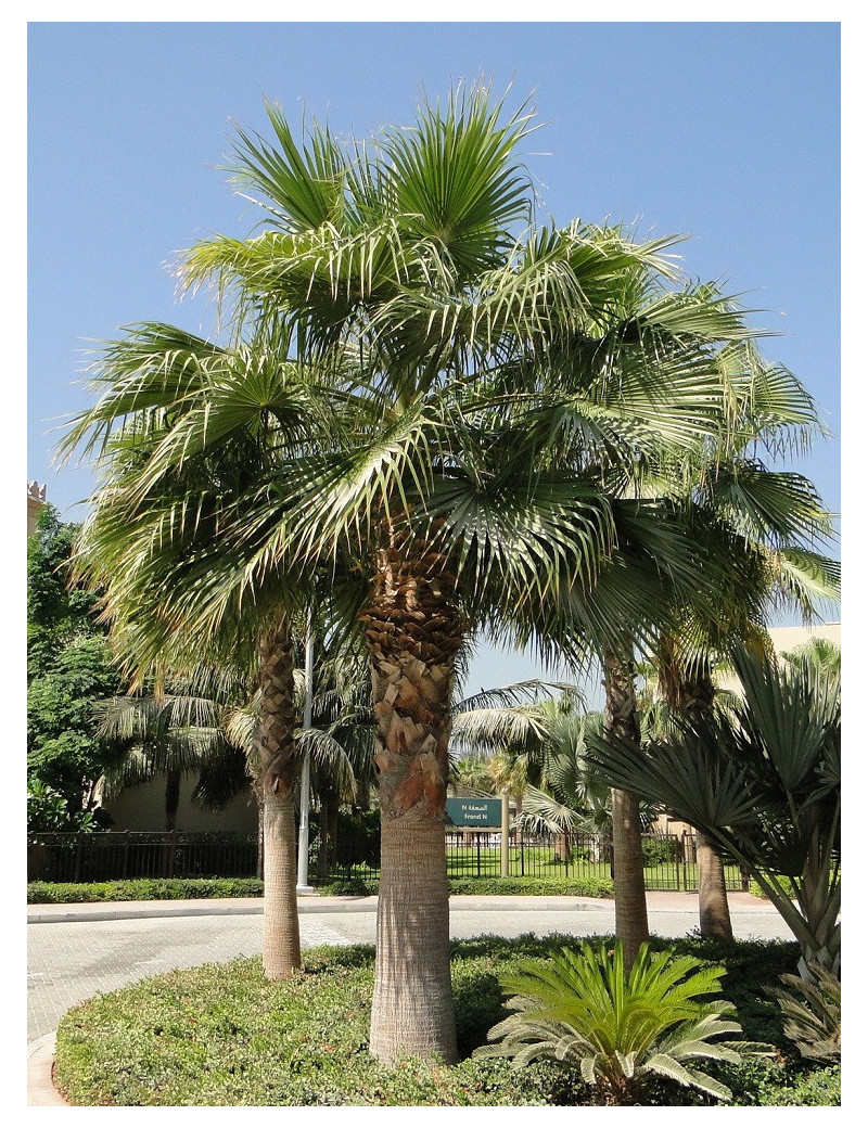 WASHINGTONIA robusta