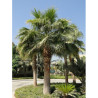 WASHINGTONIA robusta