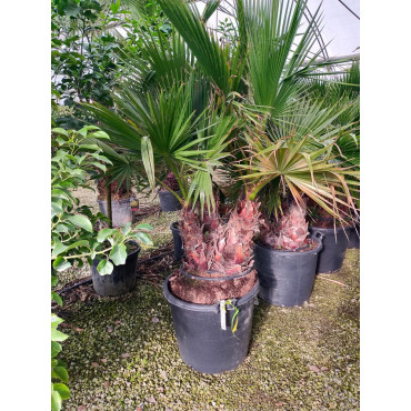 WASHINGTONIA robusta En pot forme cépée