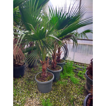 WASHINGTONIA robusta En pot hauteur du tronc 030-040 cm