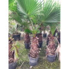 WASHINGTONIA robusta En pot hauteur du tronc 060-080 cm