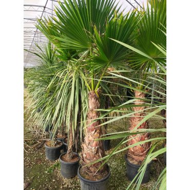 WASHINGTONIA robusta En pot hauteur du tronc 100-120 cm