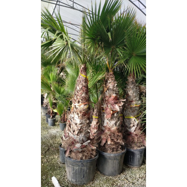 WASHINGTONIA robusta En pot hauteur du tronc 160-180 cm