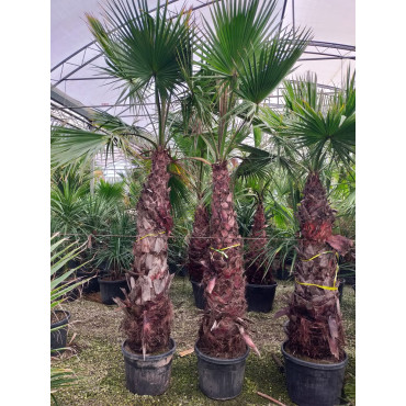 WASHINGTONIA robusta En pot hauteur du tronc 180-200 cm