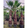 WASHINGTONIA robusta En pot hauteur du tronc 180-200 cm