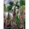 WASHINGTONIA robusta En pot hauteur du tronc 220-240 cm