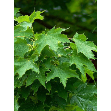 ACER platanoides