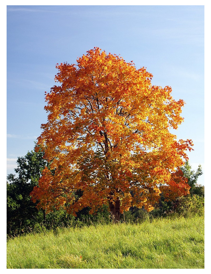 ACER platanoides