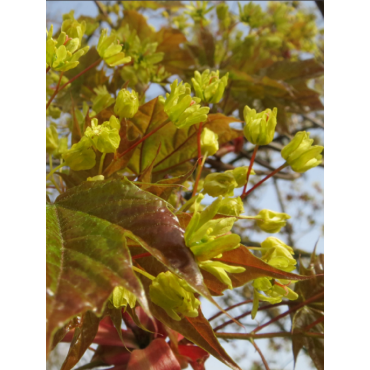 ACER platanoides