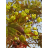 ACER platanoides