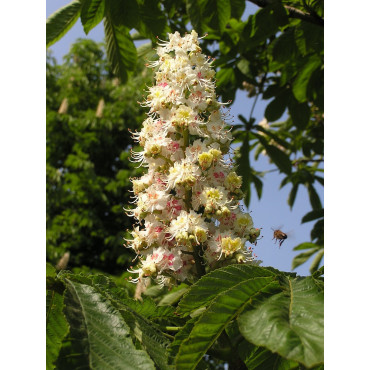 AESCULUS hippocastanum