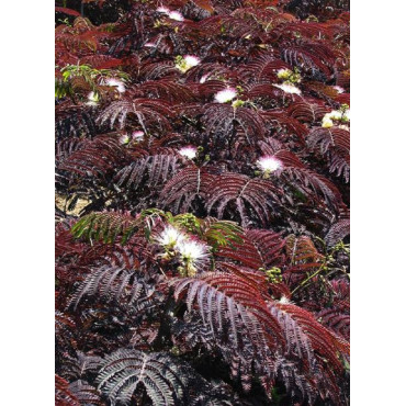 ALBIZIA julibrissin SUMMER CHOCOLATE