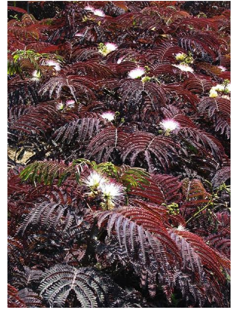 ALBIZIA julibrissin SUMMER CHOCOLATE