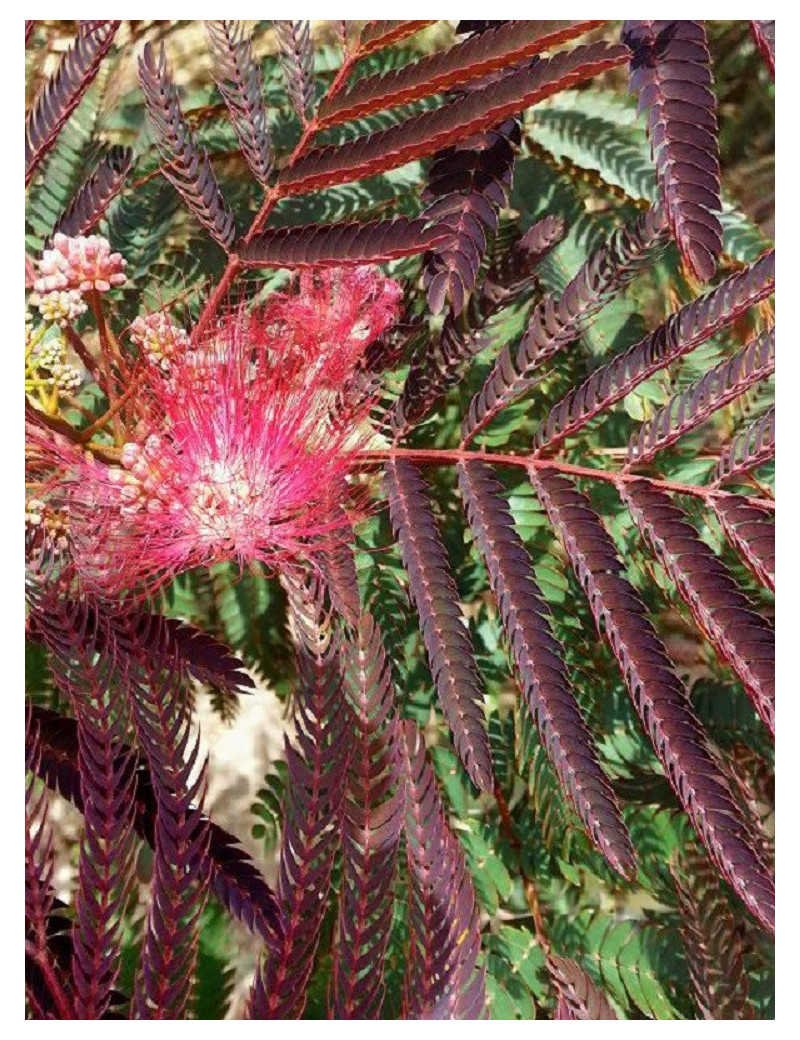 ALBIZIA julibrissin EVEY'S PRIDE