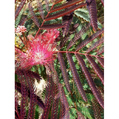 ALBIZIA julibrissin EVEY'S PRIDE