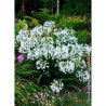 AGAPANTHUS ARTIC STAR