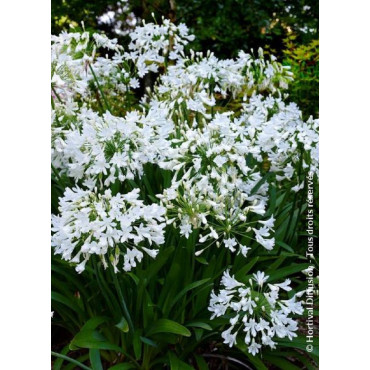 AGAPANTHUS ARTIC STAR