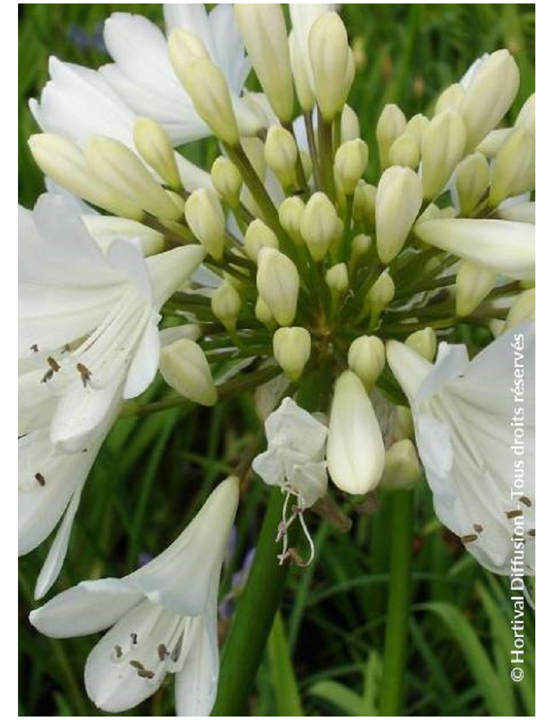 AGAPANTHUS ARTIC STAR