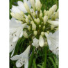 AGAPANTHUS ARTIC STAR