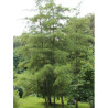 ALNUS glutinosa IMPERIALIS