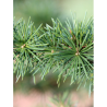 CEDRUS atlantica