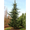 CEDRUS atlantica