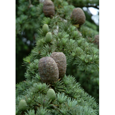 CEDRUS atlantica