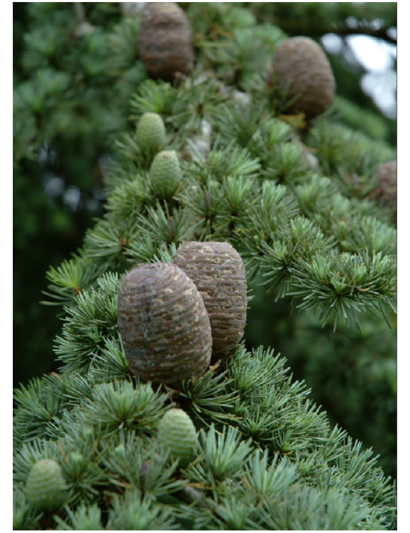 CEDRUS atlantica