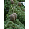 CEDRUS atlantica