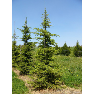 CEDRUS libani