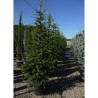 CEDRUS atlantica En pot de 35-50 litres