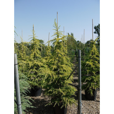 CEDRUS deodara AUREA En pot de 35-50 litres