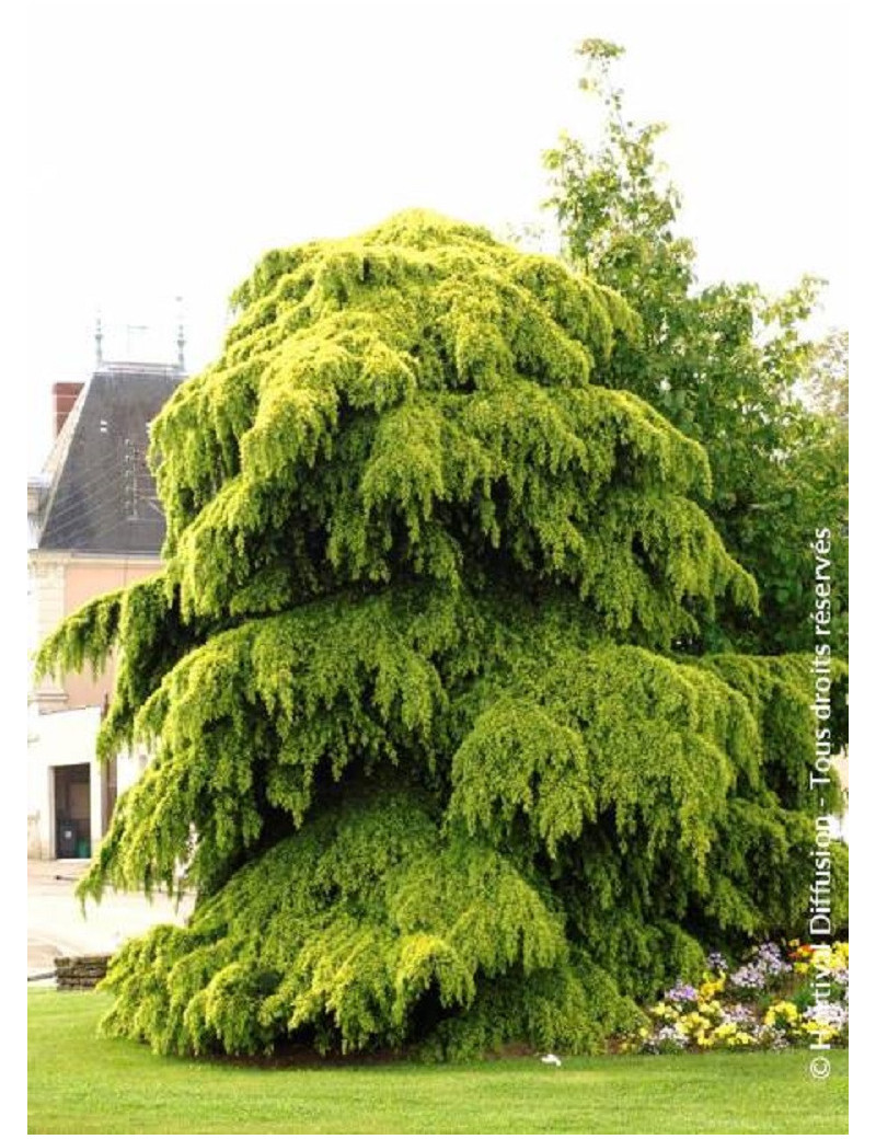 CEDRUS deodara AUREA